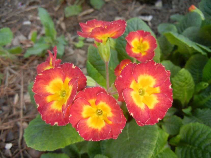 Primula polyanthus Red (2018, April 13) - Primula polyanthus Red