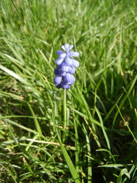 Muscari armeniacum (2018, April 13) - Muscari Armeniacum