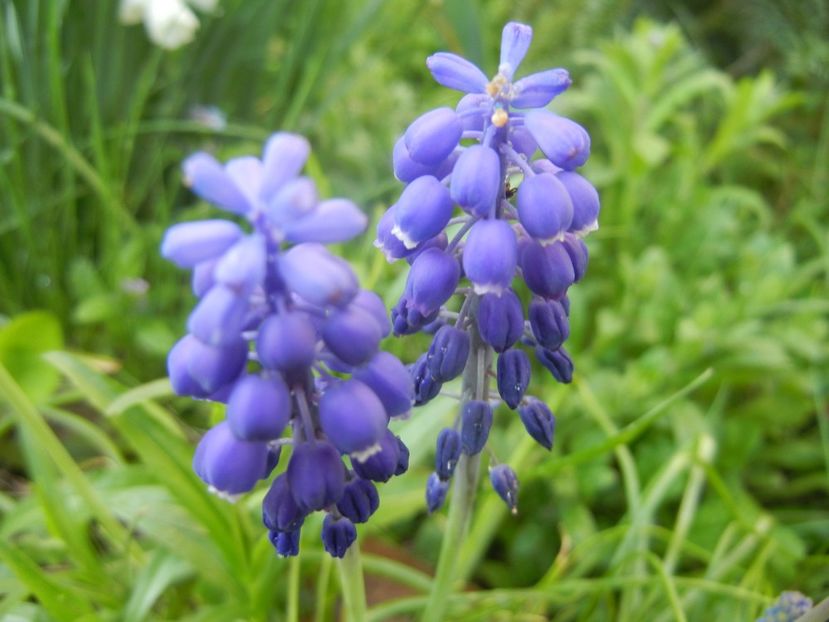 Muscari armeniacum (2018, April 13) - Muscari Armeniacum