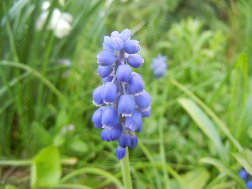 Muscari armeniacum (2018, April 13) - Muscari Armeniacum