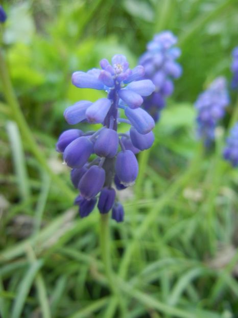 Muscari armeniacum (2018, April 13) - Muscari Armeniacum