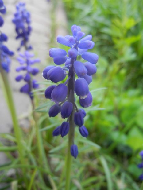 Muscari armeniacum (2018, April 13) - Muscari Armeniacum