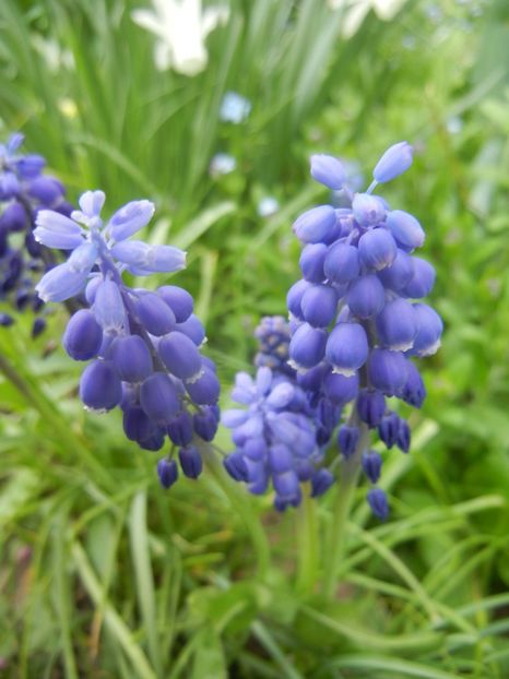 Muscari armeniacum (2018, April 15) - Muscari Armeniacum