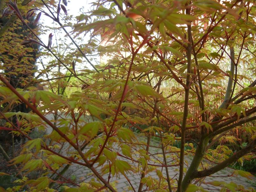 Acer palmatum Katsura (2018, April 13) - Acer palmatum Katsura