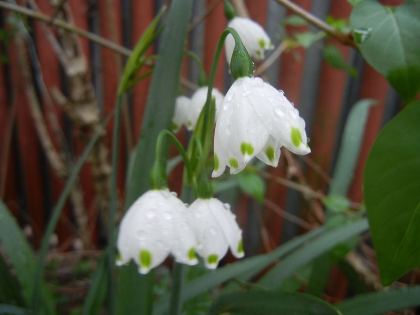 Leucojum aestivum (2018, April 15) - GHIOCEI_Leucojum aestivum