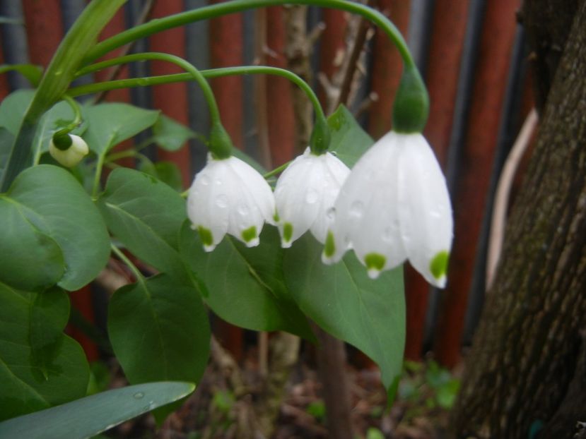 Leucojum aestivum (2018, April 15) - GHIOCEI_Leucojum aestivum