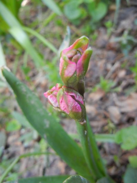 Hyacinth Eros (2018, April 13) - Hyacinth Eros