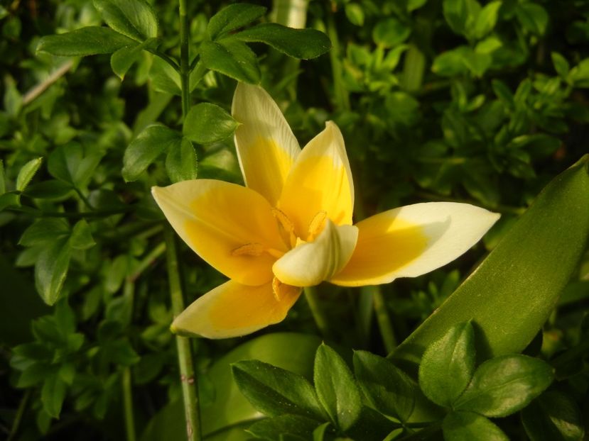 Tulipa Tarda (2018, April 13) - Tulipa Tarda