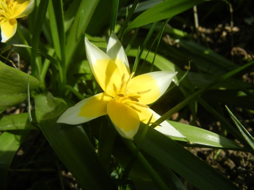 Tulipa Tarda (2018, April 13) - Tulipa Tarda