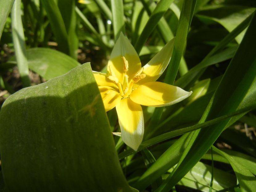 Tulipa Tarda (2018, April 13) - Tulipa Tarda