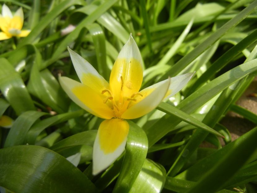 Tulipa Tarda (2018, April 13) - Tulipa Tarda