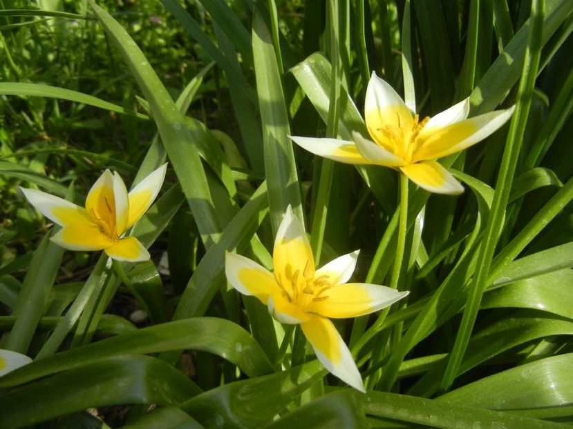 Tulipa Tarda (2018, April 13) - Tulipa Tarda