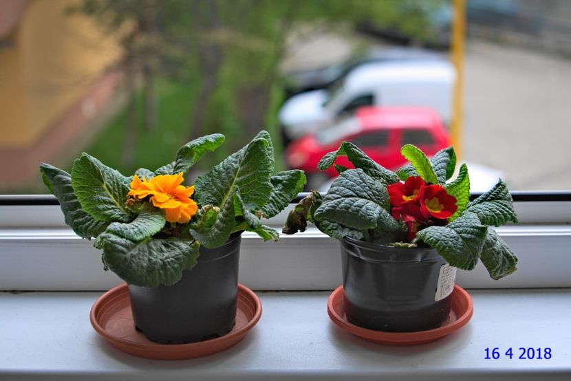  - EXPO FLORA BALKON 2015 si 2018
