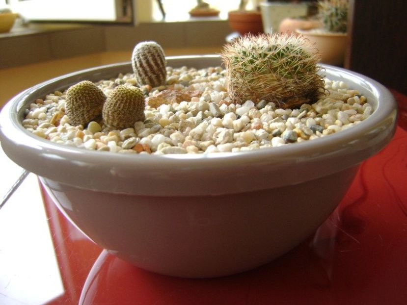 Grup de 3 cactusi - Cactusi 2018