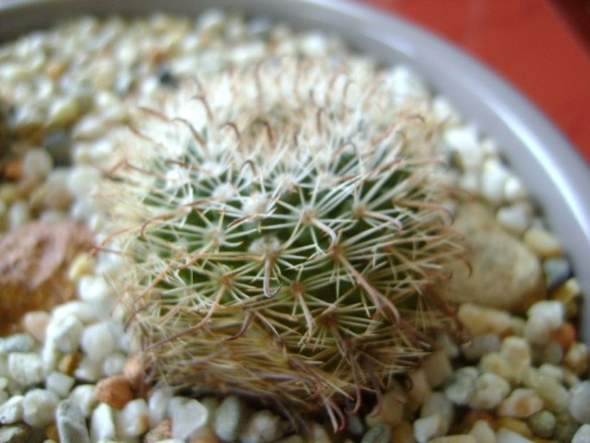 Parodia dichroacantha - Cactusi 2018