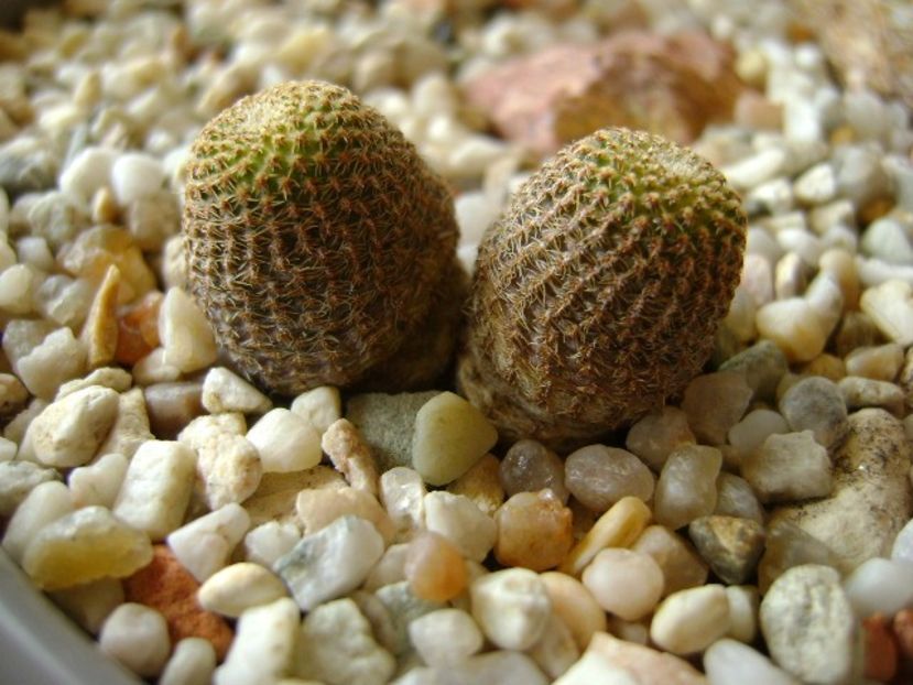 Lobivia famatimensis FR 459 Sierra Famatima La Rioja - Cactusi 2018