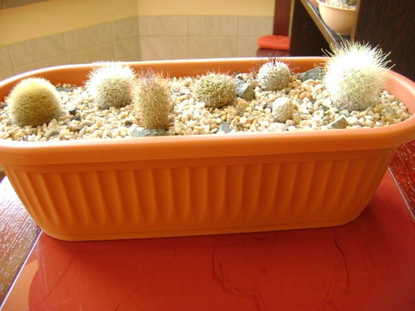 Grup de 7 Mammillaria - Cactusi 2018