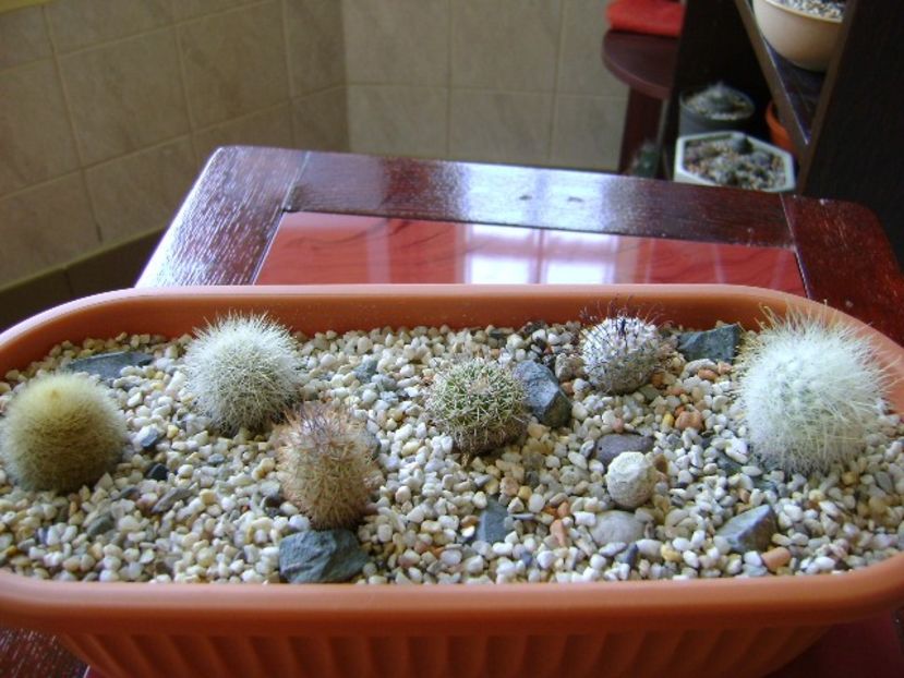 Grup de 7 Mammillaria - Cactusi 2018