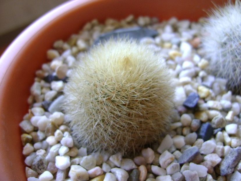 Mammillaria pilcayensis chrysodactyla - Cactusi 2018