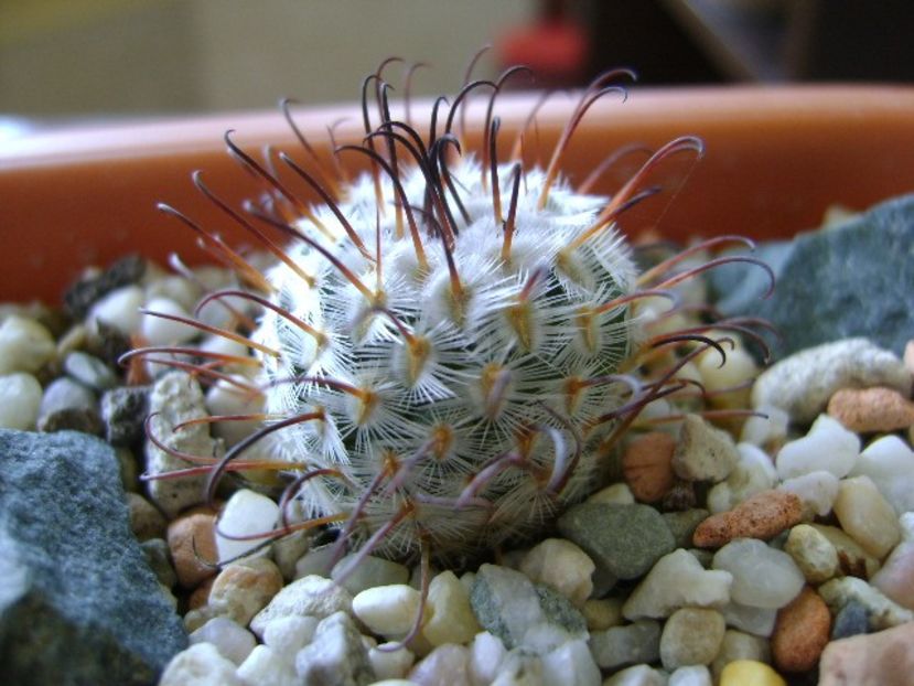 Mammillaria perezdelarosae - Cactusi 2018