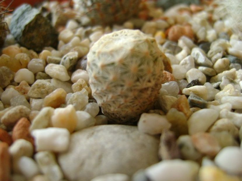 Mammillaria herrerae - Cactusi 2018