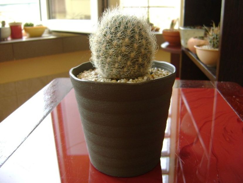 Neoporteria gerocephala = Eriosyce senilis - Cactusi 2018