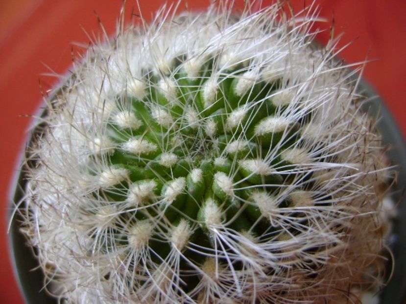 Neoporteria gerocephala = Eriosyce senilis - Cactusi 2018