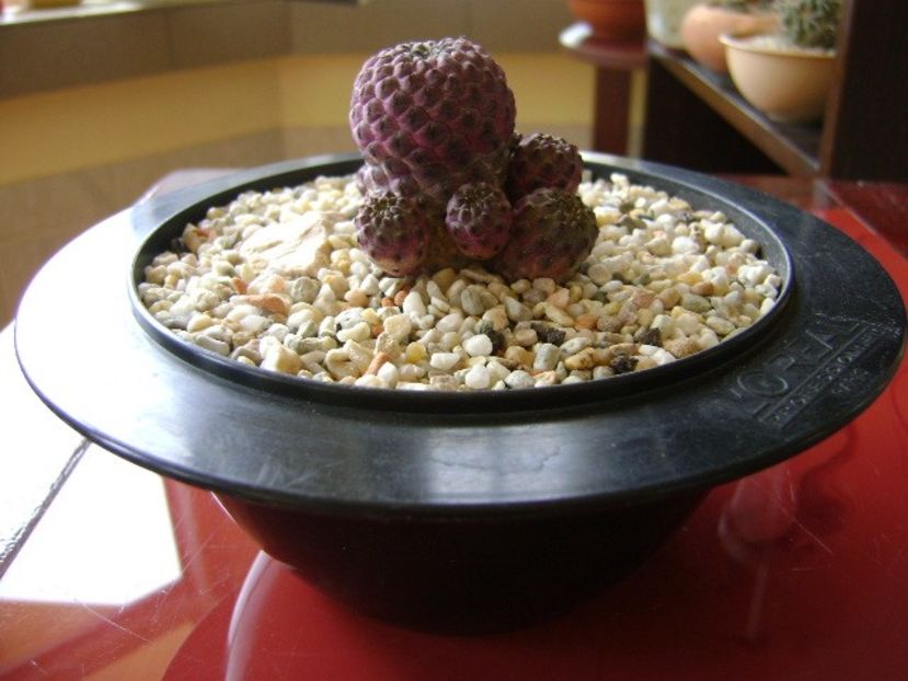 Sulcorebutia rauschii f. violacidermis - Cactusi 2018