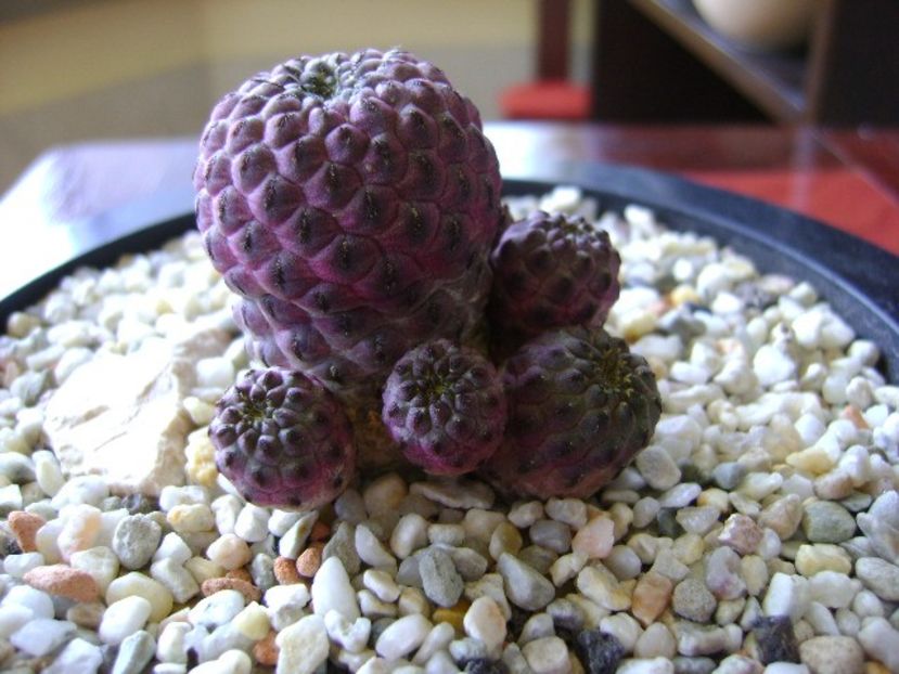 Sulcorebutia rauschii f. violacidermis - Cactusi 2018