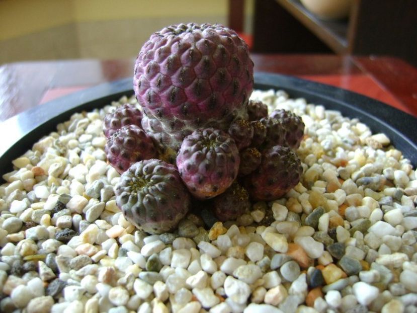 Sulcorebutia rauschii f. violacidermis - Cactusi 2018
