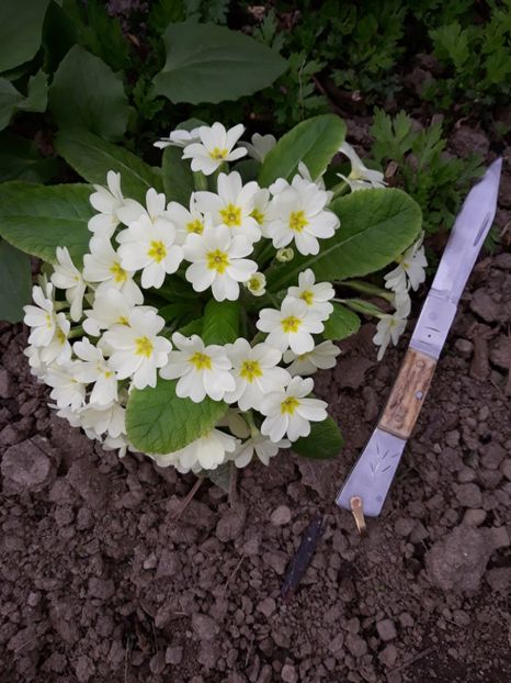  - Cutite Aprilie 2018