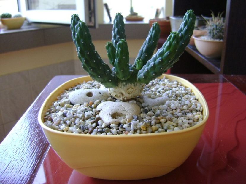 Euphorbia inermis - Suculente 2018