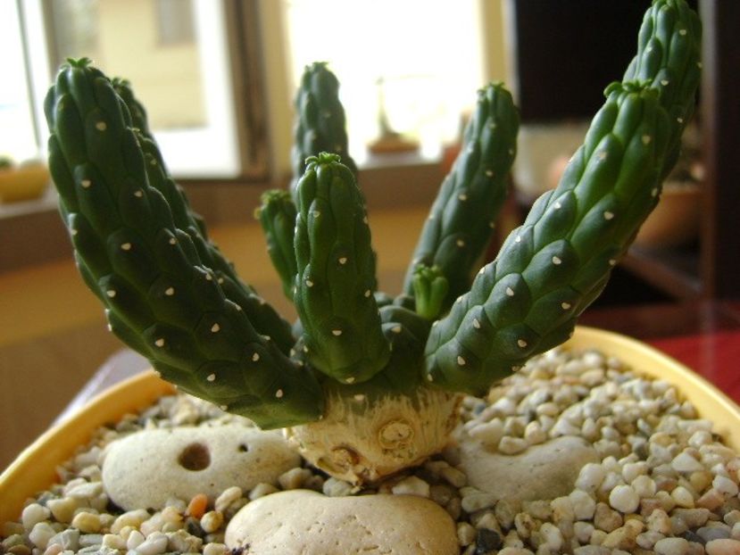 Euphorbia inermis - Suculente 2018