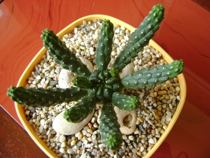 Euphorbia inermis - Suculente 2018