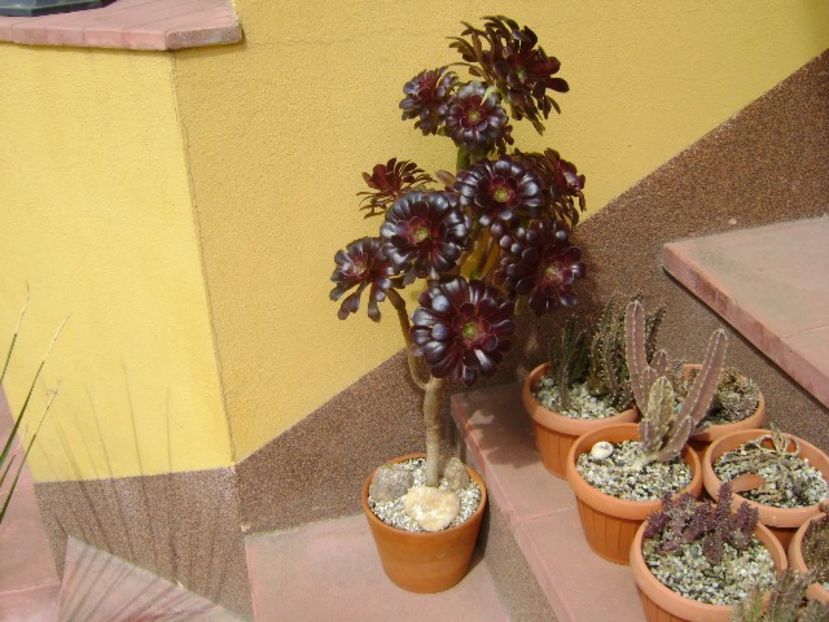 Aeonium arboreum v. atropurpureum Schwarzkopf - Suculente 2018