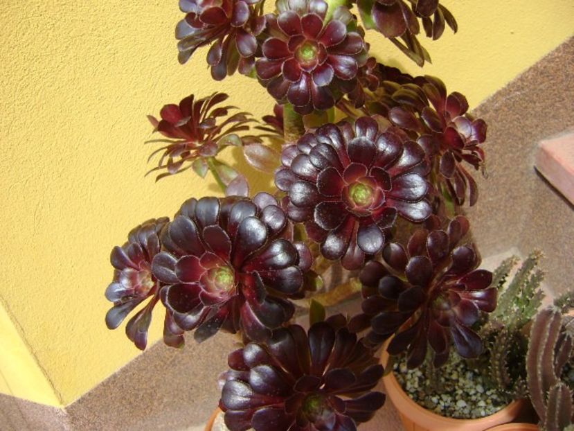 Aeonium arboreum v. atropurpureum Schwarzkopf - Suculente 2018