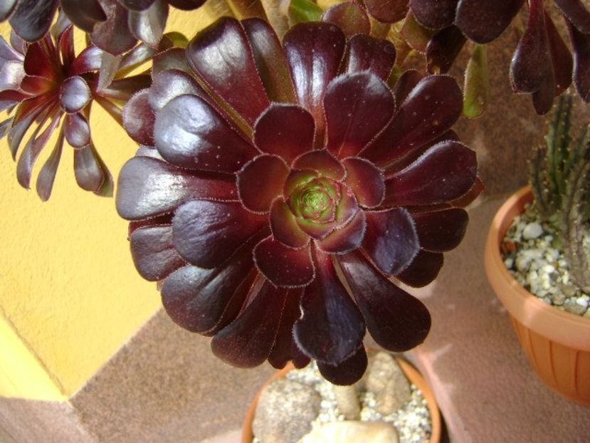 Aeonium arboreum v. atropurpureum Schwarzkopf - Suculente 2018