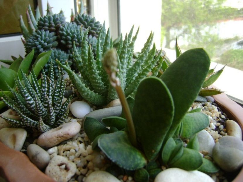 Gasteria glomerata , tija florala - Suculente 2018