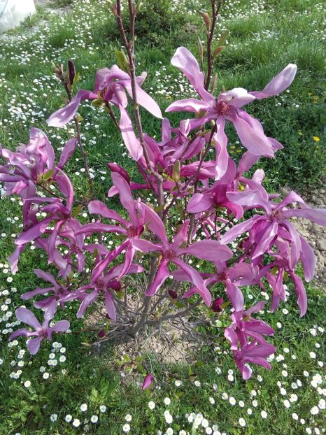  - AAAAA_MAGNOLIA SUSAN 2015_2017_2018_2019_2020_2024_2025