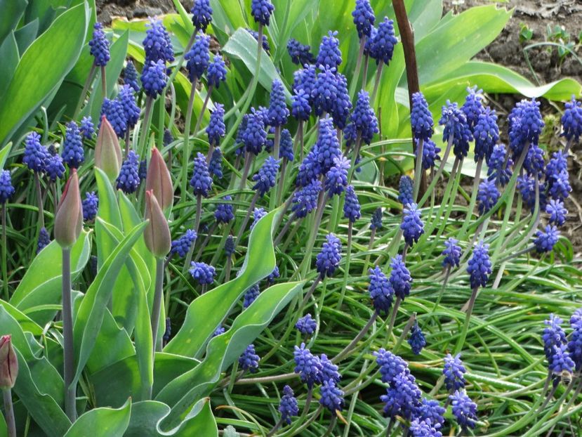  - Plante in gradina 2018