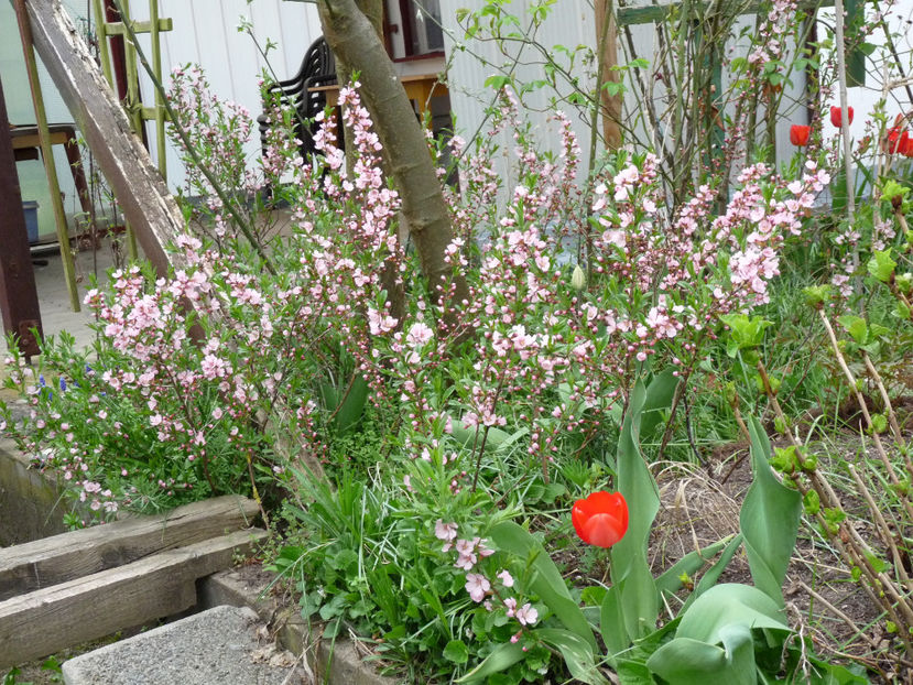  - 2018 - 01 - Primavara