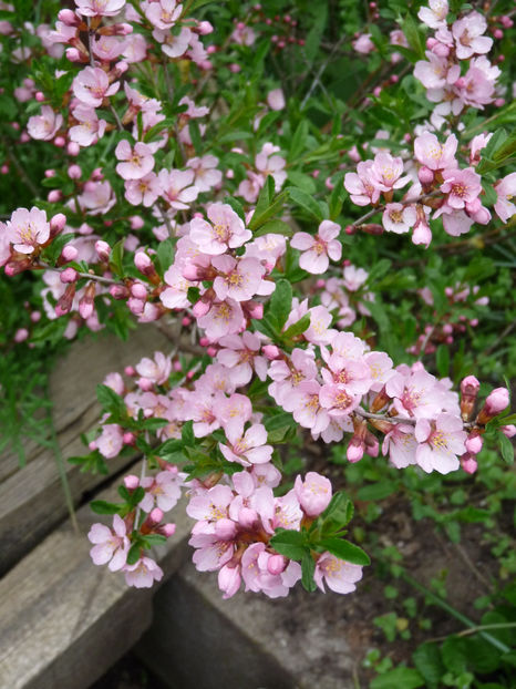  - 2018 - 01 - Primavara