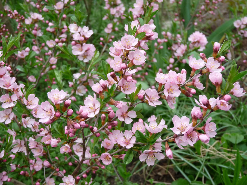  - 2018 - 01 - Primavara