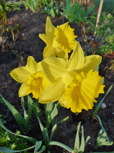  - 2018 - 01 - Primavara