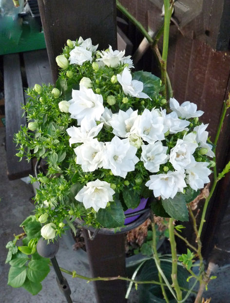 Campanula - 2018 - 01 - Primavara