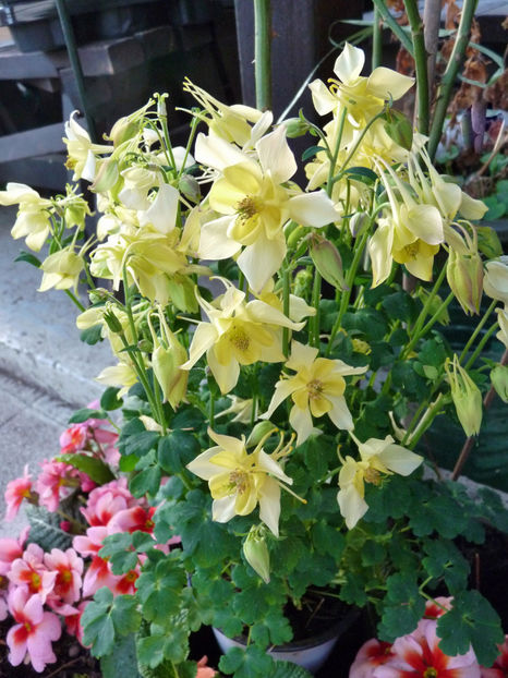  - 2018 - 01 - Primavara