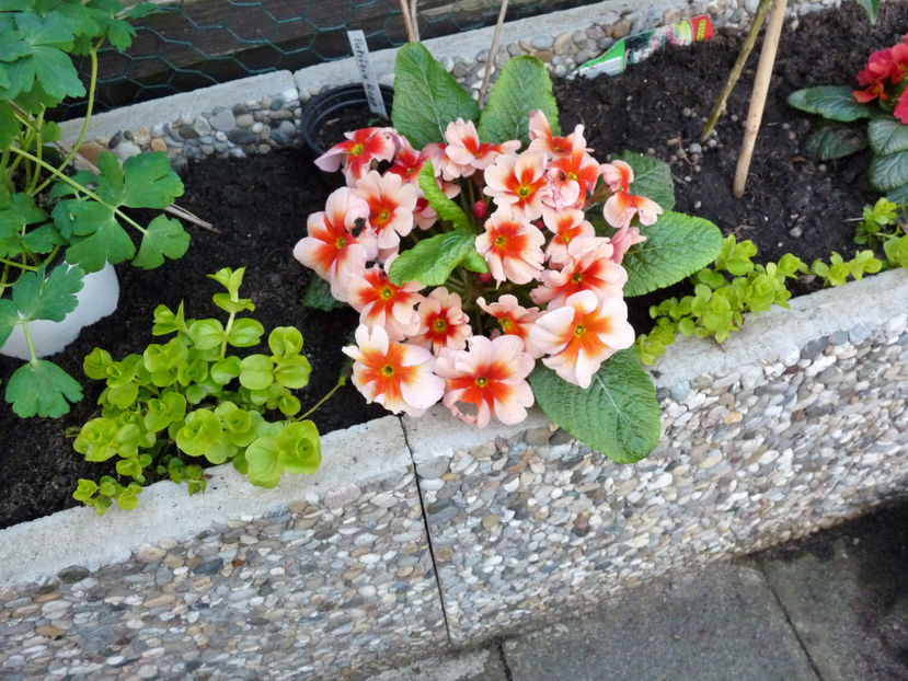  - 2018 - 01 - Primavara