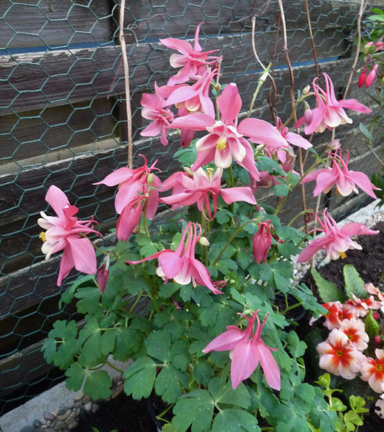  - 2018 - 01 - Primavara