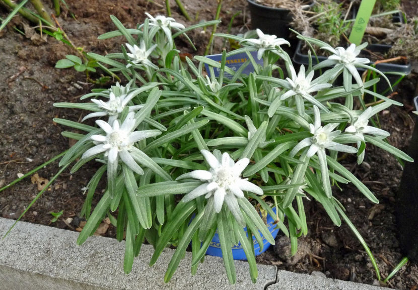  - 2018 - 01 - Primavara