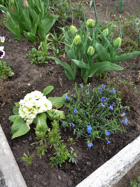  - 2018 - 01 - Primavara